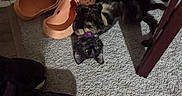 Panther is registered to the contest to win money with this photo: black_cat, carpet, cat, chair, clogs, collar, feline, floor, furniture, home, indoor, lying_down, pet, playful, portrait, shadow, shoes, sneaker, tortoiseshell, upside_down