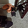 black_cat, carpet, cat, chair, clogs, collar, feline, floor, furniture, home, indoor, lying_down, pet, playful, portrait, shadow, shoes, sneaker, tortoiseshell, upside_down