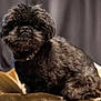 dog, black_dog, small_dog, pet, furry, studio, portrait, cushion, pet_bed, collar, closeup, whiskers, paws, sitting, looking_at_camera, indoor, curtain, velvet, adorable, fluffy