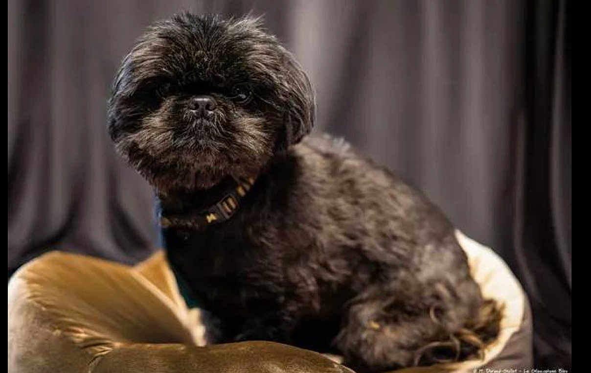Valentin a rejoint le concours — aidez-le/la à gagner de superbes lots ! dog, black_dog, small_dog, pet, furry, studio, portrait, cushion, pet_bed, collar, closeup, whiskers, paws, sitting, looking_at_camera, indoor, curtain, velvet, adorable, fluffy