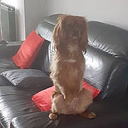 Pearly participe au concours pour gagner de l'argent avec cette photo : animal, brown_dog, canine, comfort, companion, cozy, cute, dog, domestic_animal, fur, furniture, home, household, indoor, leather_couch, living_room, pet, red_pillow, resting, seated