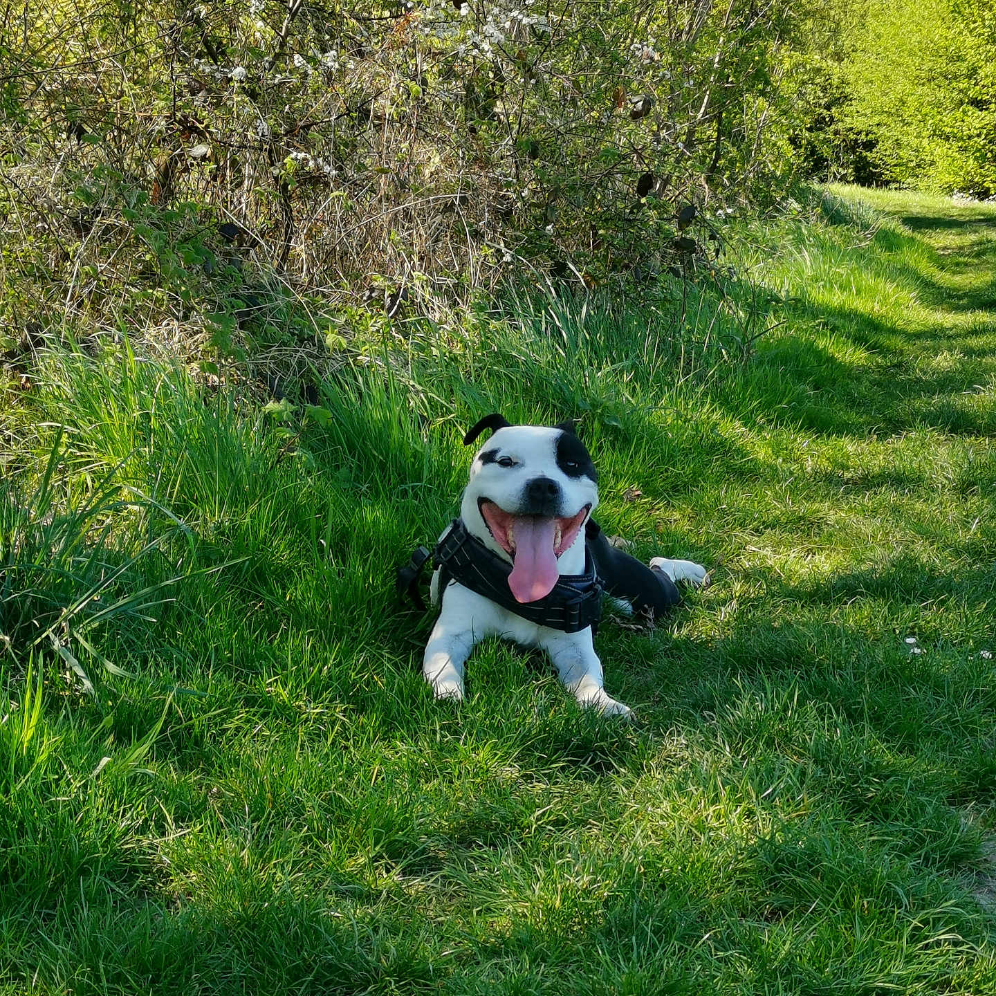 Django a rejoint le concours — aidez-le/la à gagner de superbes lots ! animal, ball, bulldog, canine, dog, field, football, grass, grassland, green, hound, lawn, nature, outdoors, pet, plant, puppy, tree, vegetation, yard