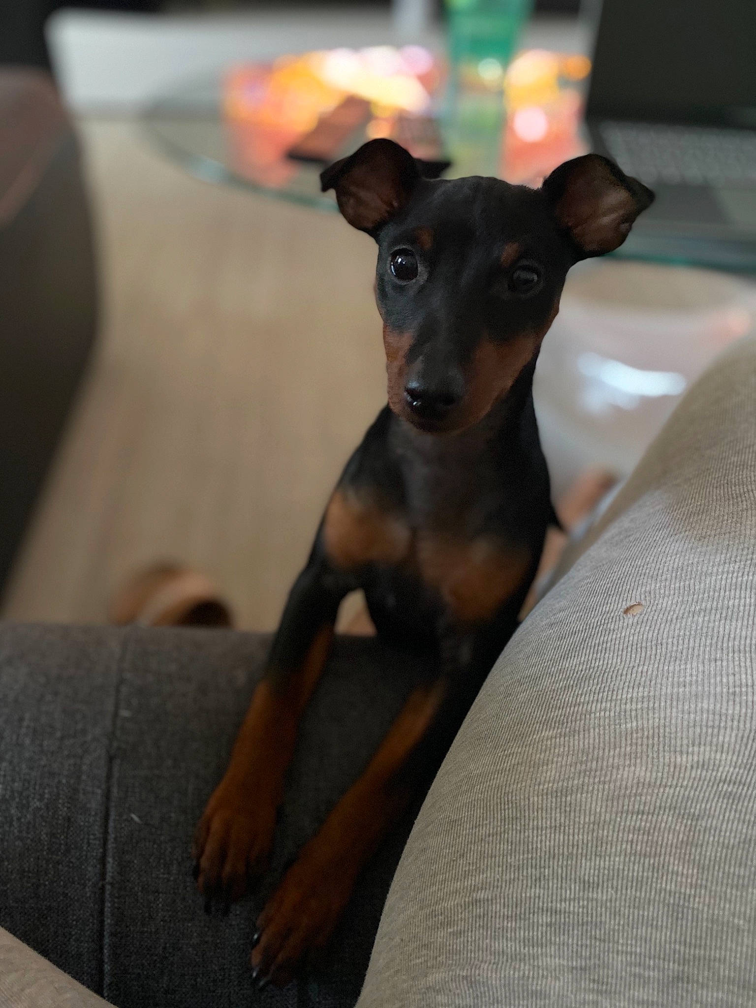 Ricci participe au concours pour gagner de l'argent avec cette photo : canidae, carnivore, dog, dog_breed, english_toy_terrier, german_pinscher, mammal, manchester_terrier, miniature_pinscher, pinscher, prazsky_krysarik, puppy, rare_breed_dog, snout, toy_dog, toy_manchester_terrier, vertebrate