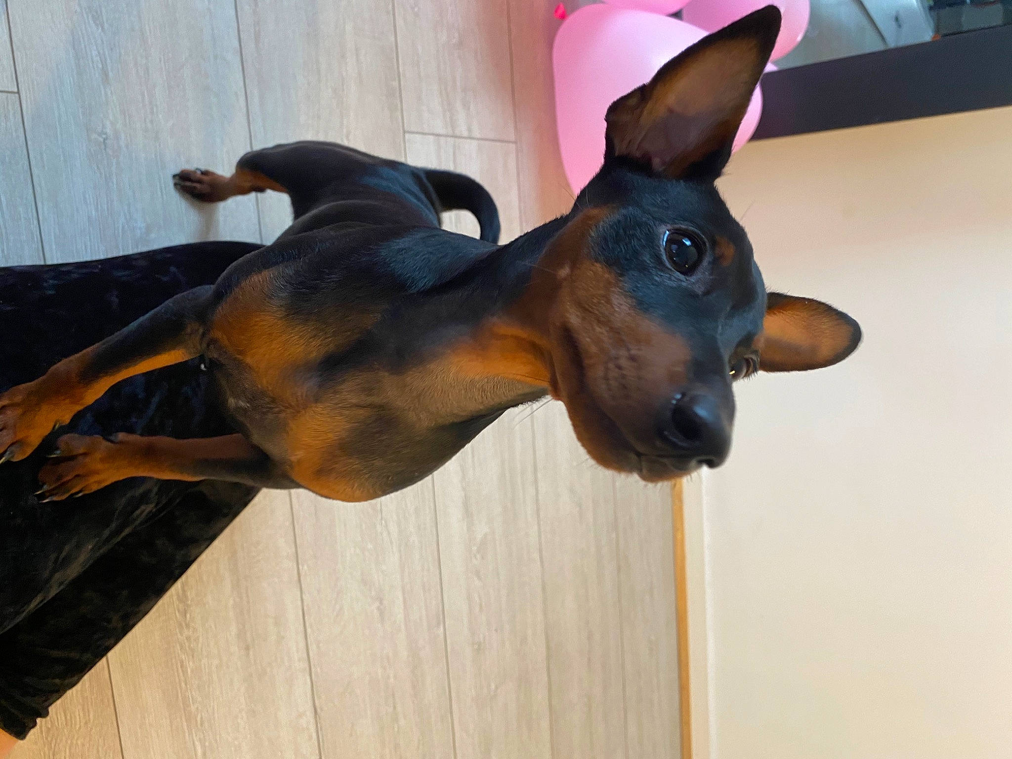 Ricci participe au concours pour gagner de l'argent avec cette photo : canidae, carnivore, dobermann, dog, dog_breed, ear, english_toy_terrier, fawn, german_pinscher, guard_dog, mammal, manchester_terrier, miniature_pinscher, non_sporting_group, pinscher, prazsky_krysarik, snout, toy_dog, toy_manchester_terrier, vertebrate