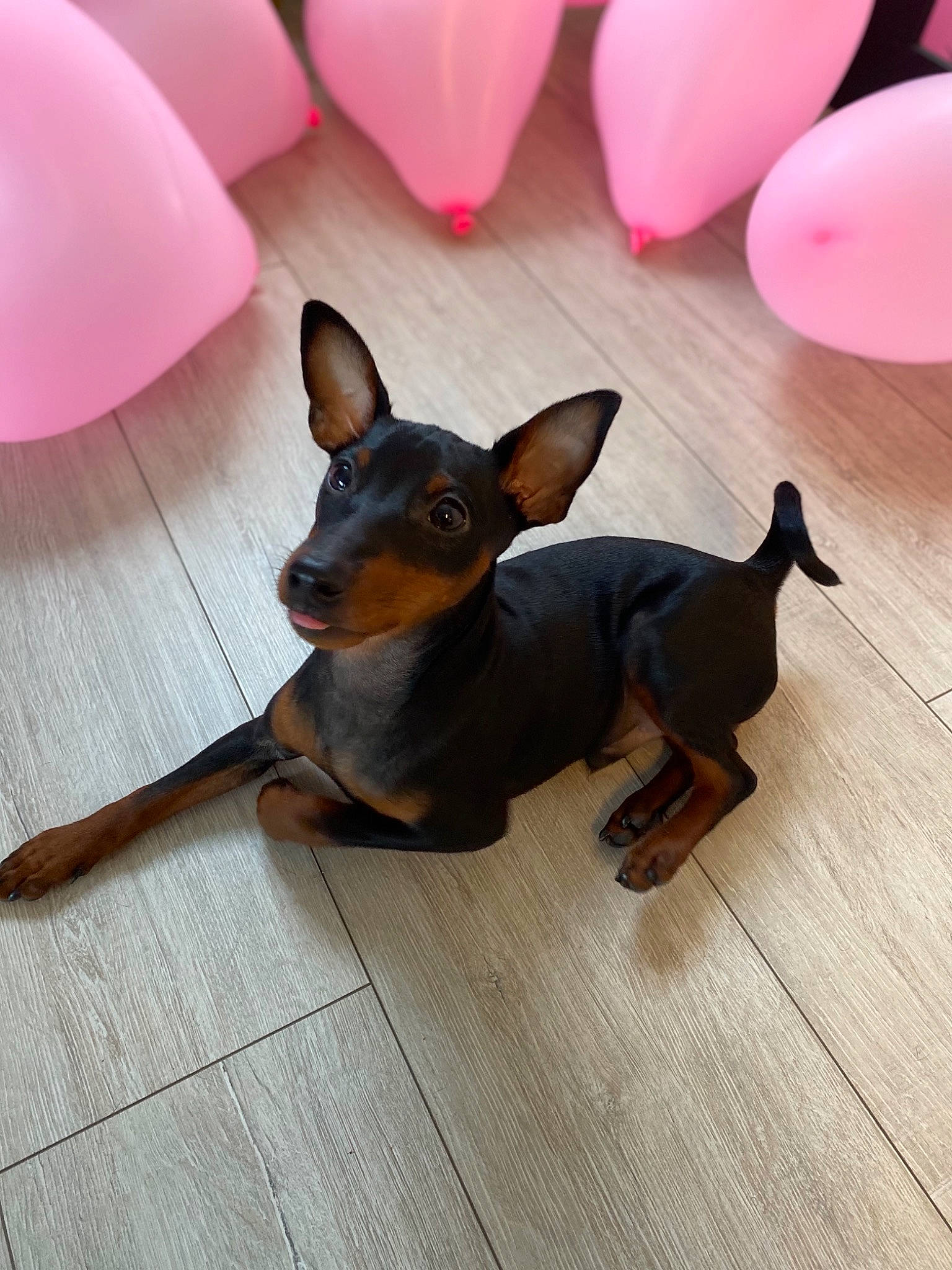 Ricci a rejoint le concours — aidez-le/la à gagner de superbes lots ! canidae, carnivore, dog, dog_breed, ear, english_toy_terrier, german_pinscher, guard_dog, mammal, manchester_terrier, miniature_pinscher, pink, pinscher, prazsky_krysarik, puppy, russkiy_toy, toy_dog, toy_fox_terrier, toy_manchester_terrier, vertebrate