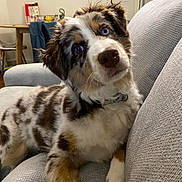 Leny participe au concours pour gagner de l'argent avec cette photo : australian_shepherd, blue_eyes, brown_eyes, chair, collar, couch, curious, cute, dog, domestic_animal, fluffy, fur, furniture, head_tilt, home, indoor, living_room, pet, puppy, table