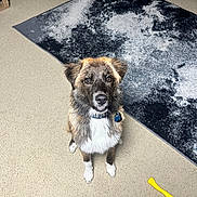 Buck joined the competition — help win amazing prizes! animal, brown_fur, carpet, chew_toy, collar, cute, dog, domestic_animal, ears, eyes, floor, furry, home, indoor, looking_up, pet, rug, sitting, toy, white_fur