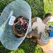 Buck is registered to the contest to win money with this photo: dog, cone, bandage, paw, grass, tongue, smiling, pet, outdoor, injury, canine, happy, resting, animal, nature, playful, cute, fur, leash, veterinary