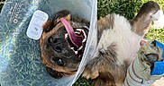 Buck is registered to the contest to win money with this photo: animal, bandage, canine, cone, cute, dog, fur, grass, happy, injury, leash, nature, outdoor, paw, pet, playful, resting, smiling, tongue, veterinary