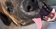 Buck is registered to the contest to win money with this photo: dog, tongue, cone, close_up, pet, animal, canine, happy, mouth, teeth, nose, ears, fur, outdoor, daylight, playful, portrait, looking_up, cute, expression
