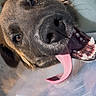 dog, tongue, cone, close_up, pet, animal, canine, happy, mouth, teeth, nose, ears, fur, outdoor, daylight, playful, portrait, looking_up, cute, expression