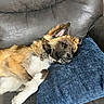 Buck is registered to the contest to win money with this photo: black, blue_pillow, brown, canine, comfort, couch, dog, domestic_animal, ear, fur, home, indoor, laying_down, paw, pet, relaxed, resting, sleepy, snout, white