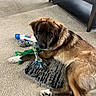 Buck is registered to the contest to win money with this photo: dog, toy, rope_toy, plush_toy, carpet, indoor, furniture, coffee_table, brown_fur, black_fur, white_paw, laying_down, pet, cute, playful, animal, floor, relaxed, home, living_room