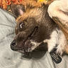 Buck joined the competition — help win amazing prizes! animal, bed, close_up, collar, cute, dog, domestic_animal, ear, fabric, fur, happy, indoor, lying_down, mouth, nose, pet, pillow, playful, resting, tag