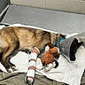 Buck is registered to the contest to win money with this photo: dog, cone, bandage, plush_toy, towel, resting, indoor, veterinary, injury, protective_collar, brown_fur, sleeping, animal_care, medical, pet, collar, paw, comfort, recovery, bed