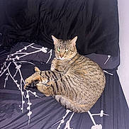 Christopher is registered to the contest to win money with this photo: animal, bed, black, cat, comfort, curled_up, domestic, ears, feline, fur, indoor, looking, pattern, pet, pillow, relaxed, resting, tabby, whiskers, white