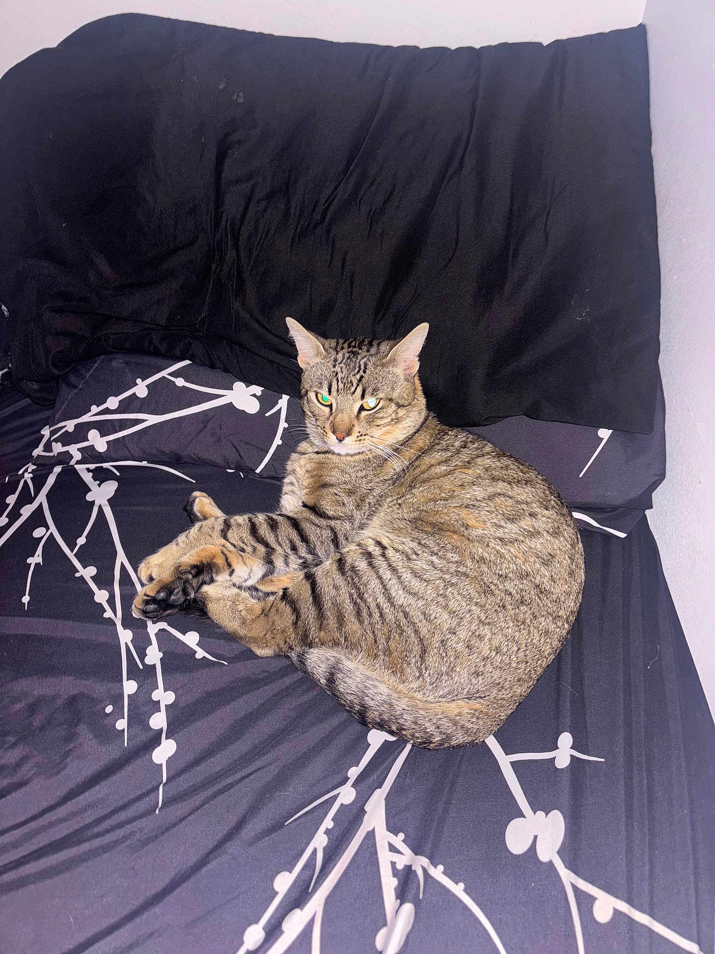 Christopher is registered to the contest to win money with this photo: animal, bed, black, cat, comfort, curled_up, domestic, ears, feline, fur, indoor, looking, pattern, pet, pillow, relaxed, resting, tabby, whiskers, white