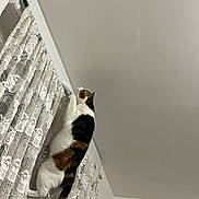 Ruby a rejoint le concours — aidez-le/la à gagner de superbes lots ! cat, calico_cat, pet, animal, climbing, curtain, lace, window, indoor, home, ceiling, wall, vertical, black_and_white, orange_patches, tail, whiskers, playful, adventurous, funny