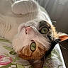 Ruby a rejoint le concours — aidez-le/la à gagner de superbes lots ! cat, pet, animal, feline, close_up, portrait, upside_down, green_eyes, whiskers, pink_nose, white_fur, orange_fur, black_fur, tabby, calico, indoors, blanket, floral_pattern, resting, curious