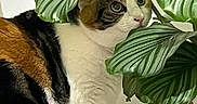 Ruby participe au concours pour gagner de l'argent avec cette photo : cat, calico_cat, pet, feline, animal, wide_eyed, portrait, indoor, houseplant, leaves, foliage, botanical, planter, white_fur, black_fur, orange_fur, greenery, sitting, relaxed, funny