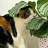 cat, calico_cat, pet, feline, animal, wide_eyed, portrait, indoor, houseplant, leaves, foliage, botanical, planter, white_fur, black_fur, orange_fur, greenery, sitting, relaxed, funny