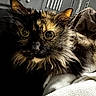 Isabella a rejoint le concours — aidez-le/la à gagner de superbes lots ! cat, tortoiseshell, fluffy, long_hair, pet, animal, feline, green_eyes, wide_eyed, whiskers, ears, fur, close_up, portrait, pet_carrier, blanket, indoor, cozy, curious, photography