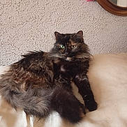 Isabella participe au concours pour gagner de l'argent avec cette photo : cat, tortoiseshell, fluffy, long_hair, feline, pet, green_eyes, sitting, lounging, portrait, indoors, couch, cushion, mirror, rose, wall, home, fur, relaxed, staring