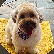 Charlie joined the competition — help win amazing prizes! dog, small_dog, fluffy, bandana, yellow_rug, indoor, stone_tiles, pet, cute, tongue_out, happy, fur, animal, companion, domestic, friendly, sitting, floor, portrait, canine