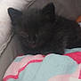 Arcanin participe au concours pour gagner de l'argent avec cette photo : kitten, black_cat, pet_bed, blanket, cozy, sleepy, animal, furry, cute, resting, indoor, soft, young, small, comfort, domestic_animal, fur, mammal, cushion, relaxing