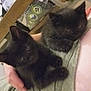 black_kitten, cat, kitten, pet, animal, feline, fur, cute, snuggle, resting, indoor, hand, person, arm, closeup, two_kittens, companions, soft, young, cozy