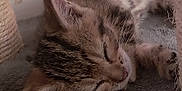 Aquali a rejoint le concours — aidez-le/la à gagner de superbes lots ! kitten, sleeping, tabby, cat, fur, whiskers, ears, paw, carpet, scratching_post, indoor, pet, animal, cute, resting, closeup, young, feline, soft, cozy