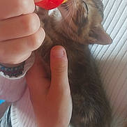 Aquali participe au concours pour gagner de l'argent avec cette photo : kitten, cat, baby_cat, bottle_feeding, hand, person, sweater, white_clothing, belt, jeans, close_up, indoor, cute, pet, animal, feeding, young_animal, cozy, human_interaction, nurturing