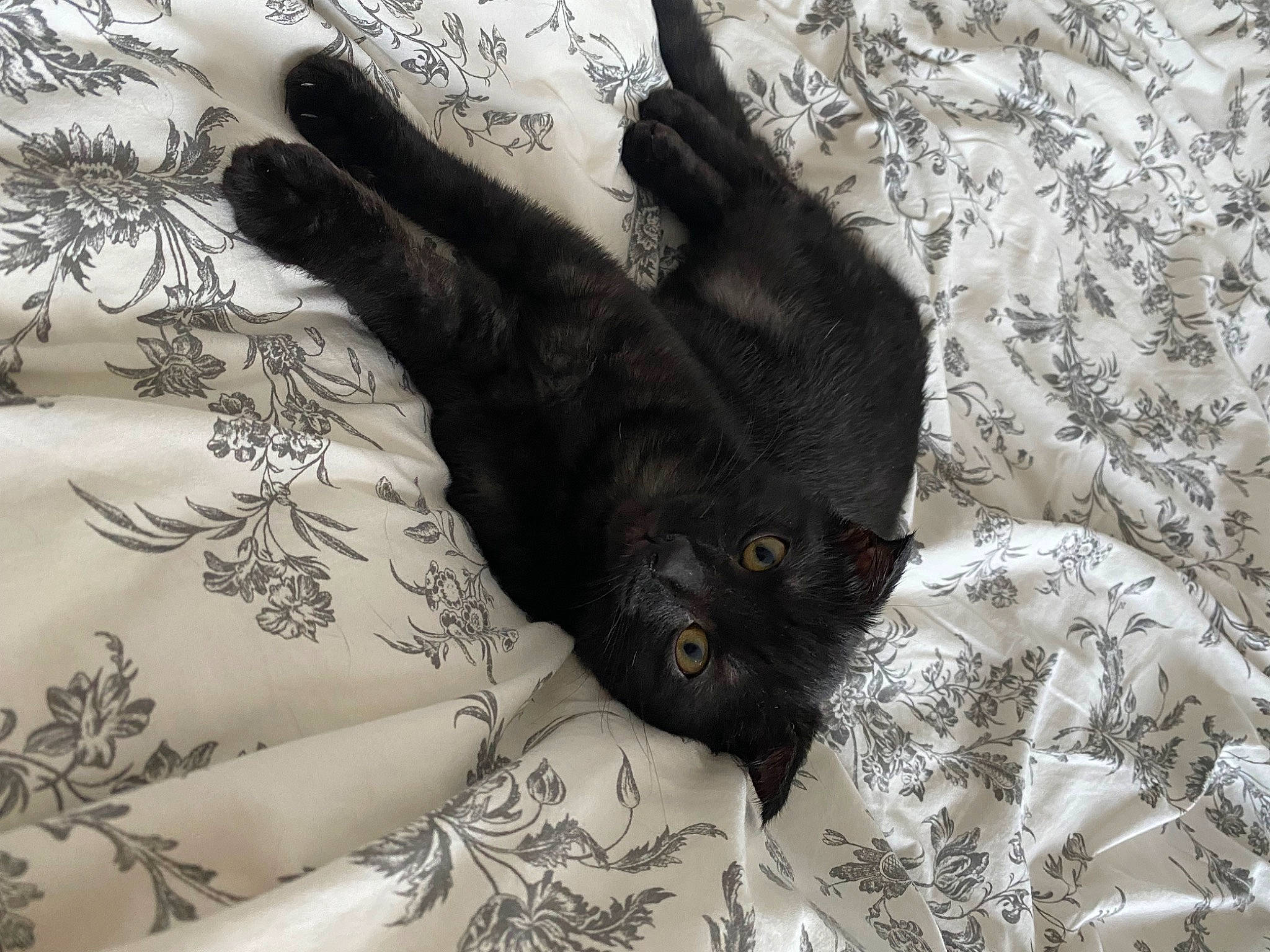 Rosa participe au concours pour gagner de l'argent avec cette photo : bed, bedding, black_cat, bombay, carnivore, cat, claw, comfort, dog_breed, domestic_short_haired_cat, felidae, fur, grey, linens, pattern, small_to_medium_sized_cats, snout, tail, terrestrial_animal, whiskers