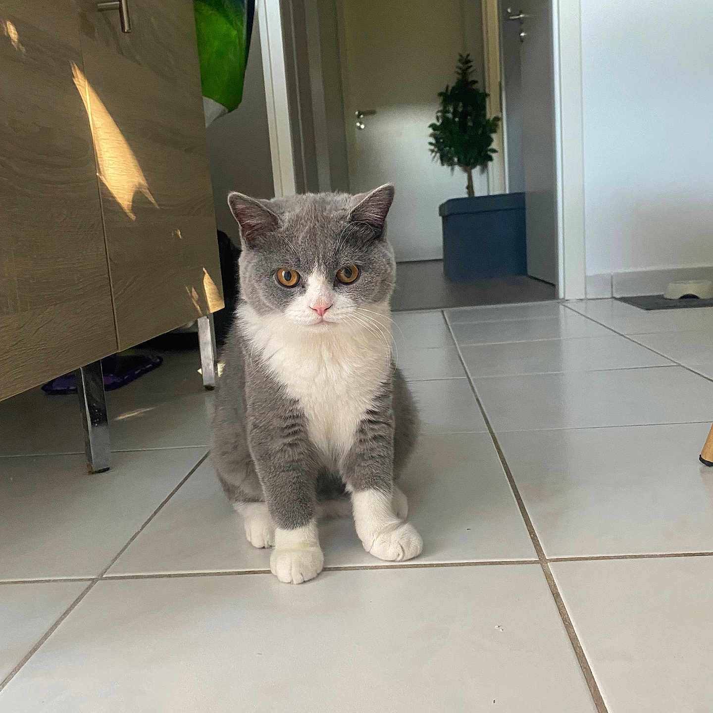 Iron participe au concours pour gagner de l'argent avec cette photo : angora, animal, architecture, building, cat, clothing, footwear, foyer, hardwood, indoors, interiordesign, kitten, manx, person, pet, plant, pottedplant, shoe, tile, wood