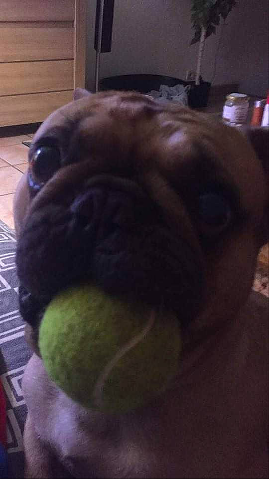 Norton participe au concours pour gagner de l'argent avec cette photo : ball, bulldog, canidae, carnivore, companion_dog, dog, dog_breed, fawn, french_bulldog, non_sporting_group, nose, pug, puppy, snout, tennis_ball, toy_dog, wrinkle