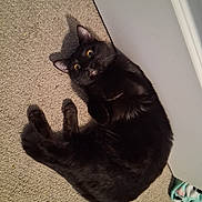 Star is registered to the contest to win money with this photo: animal, black_cat, blanket, carpet, cat, cozy, curious, cute, domestic_cat, door, feline, floor, fur, home, indoor, looking_up, pet, resting, shadow, wide_eyes