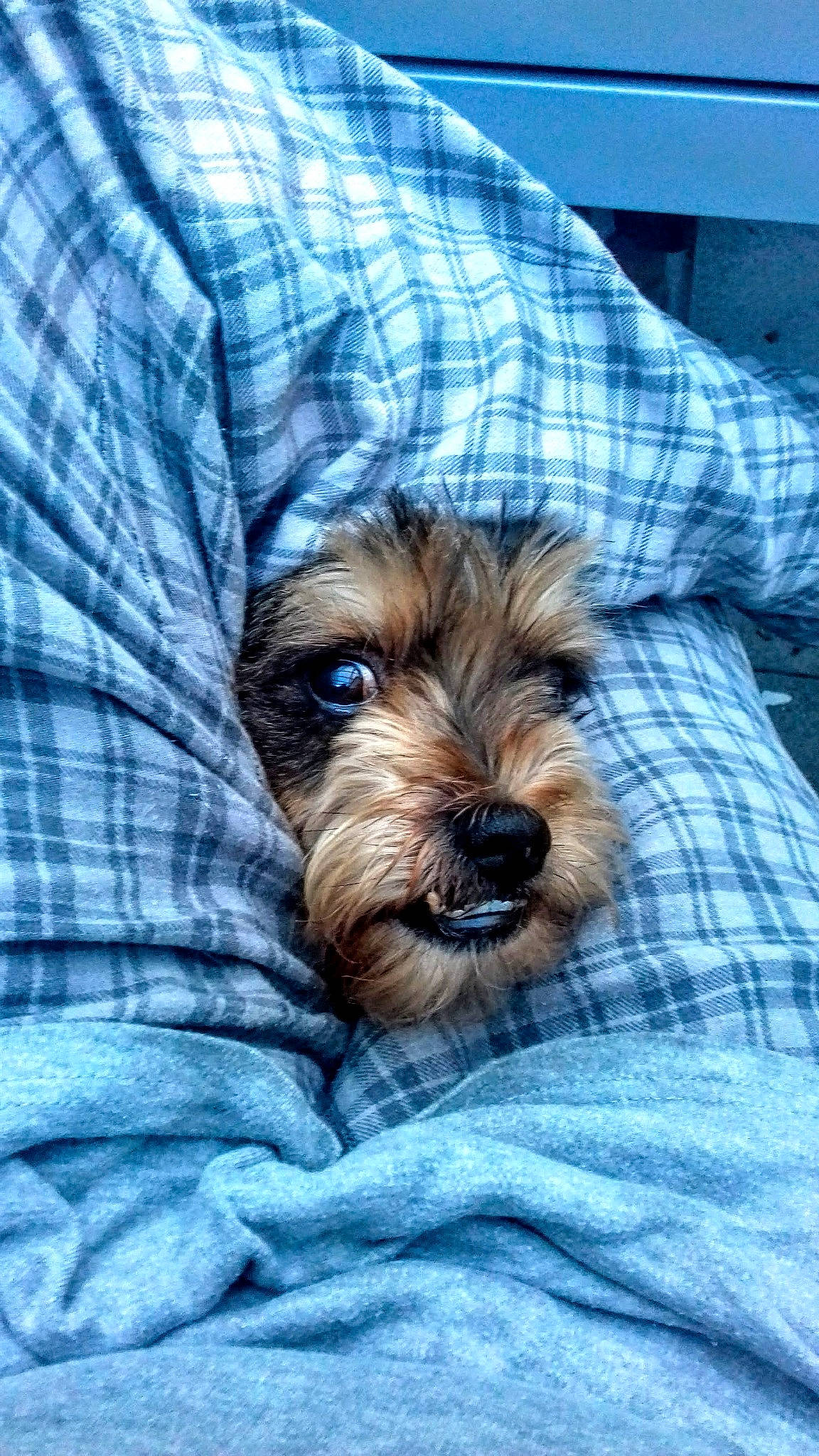 Crousty participe au concours pour gagner de l'argent avec cette photo : canidae, carnivore, comfort, companion_dog, dog, dog_breed, dog_supply, electric_blue, fur, liver, pattern, plaid, sitting, sleeve, small_terrier, snout, sporting_group, tartan, terrier, toy_dog