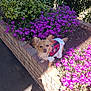 dog, small_dog, outdoor, flower_bed, purple_flowers, greenery, brick_wall, sunlight, pet_clothing, cute, garden, nature, plant, canine, animal, daylight, flora, leaf, walking_path, shadows