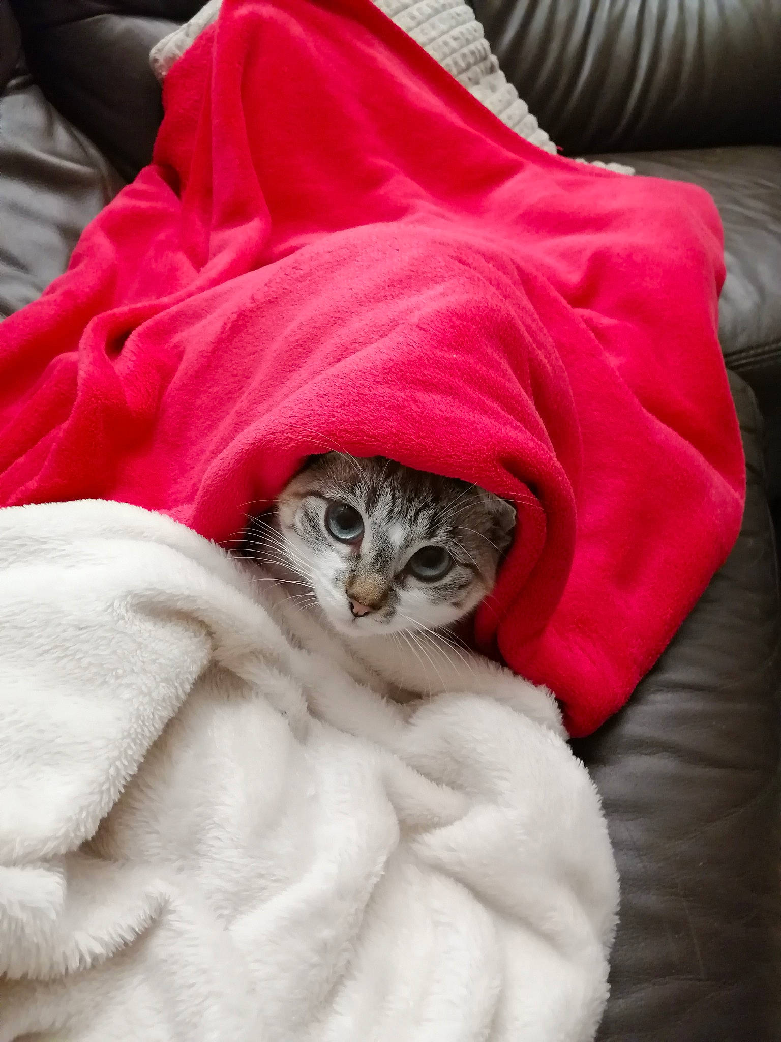 Plume a rejoint le concours — aidez-le/la à gagner de superbes lots ! baby_toddler_clothing, bag, bed_sheet, bedding, carnivore, cat, claw, comfort, domestic_short_haired_cat, fawn, felidae, fur, grey, linens, sleep, sleeve, small_to_medium_sized_cats, tail, textile, whiskers