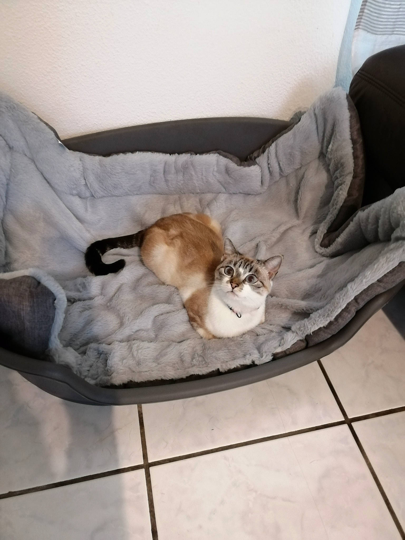 Plume participe au concours pour gagner de l'argent avec cette photo : canidae, carnivore, cat, comfort, couch, domestic_short_haired_cat, fawn, felidae, floor, flooring, fur, grey, hardwood, human_leg, mammal, paw, small_to_medium_sized_cats, tail, whiskers, wood