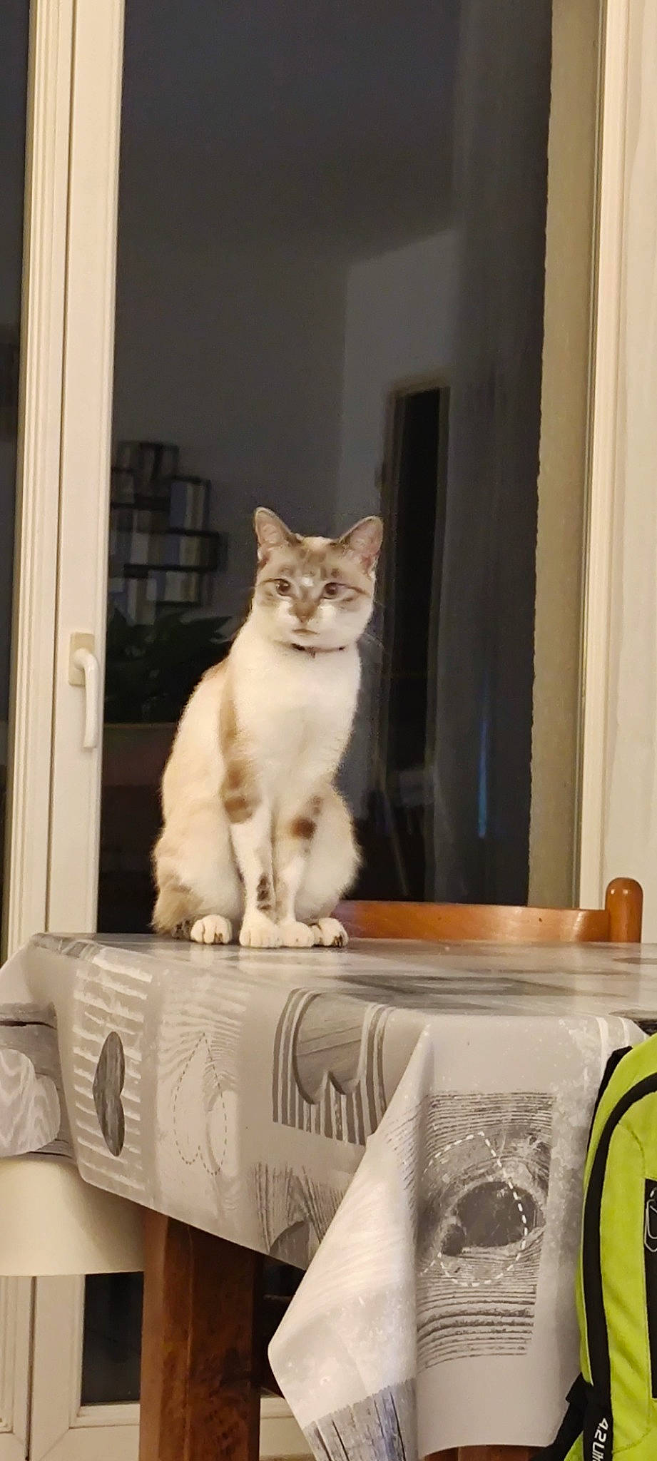 Plume a rejoint le concours — aidez-le/la à gagner de superbes lots ! box, cardboard, carnivore, cat, cat_furniture, cat_supply, domestic_short_haired_cat, door, fawn, felidae, fur, paw, rectangle, room, sitting, small_to_medium_sized_cats, tail, whiskers, window, wood