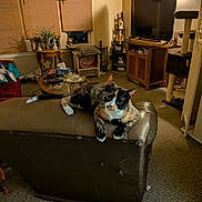 Merica is registered to the contest to win money with this photo: cat, calico_cat, couch, living_room, television, plant, carpet, window, blinds, table, furniture, lamp, cat_tree, decor, home, indoor, pet, relaxed, animal, cozy