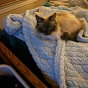 Jamie is registered to the contest to win money with this photo: cat, fluffy_cat, bed, blanket, indoor, cozy, furniture, lamp, window_blinds, nightstand, bottle, wooden_bed_frame, pet, animal, resting, soft_texture, home, domestic, comfort, relaxation