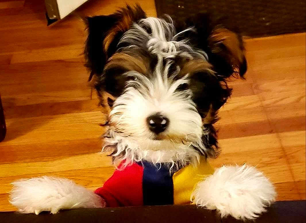 Gizzy is registered to the contest to win money with this photo: dog, puppy, small_dog, fluffy, fur, nose, eyes, paws, sweater, colorful_clothing, hardwood_floor, indoor, pet, domestic_animal, portrait, close_up, cute, playful, looking_up, whiskers