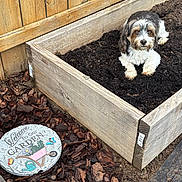 Gizzy is registered to the contest to win money with this photo: dog, puppy, pet, raised_bed, planter_box, soil, mulch, wooden_fence, garden, decorative_stone, welcome_stone, dirty_paws, black_and_white_dog, brown_eyes, outdoor, yard, compost, wood_planks, earth, curious