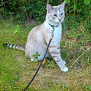 Brew joined the competition — help win amazing prizes! cat, leash, outdoors, grass, plants, greenery, animal, pet, feline, nature, curious, alert, striped_tail, white_paws, collar, walking, exploring, summer, daylight, sitting