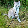cat, leash, outdoors, grass, plants, greenery, animal, pet, feline, nature, curious, alert, striped_tail, white_paws, collar, walking, exploring, summer, daylight, sitting