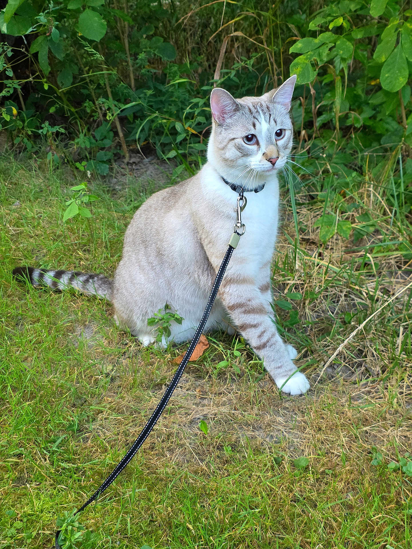 Brew joined the competition — help win amazing prizes! cat, leash, outdoors, grass, plants, greenery, animal, pet, feline, nature, curious, alert, striped_tail, white_paws, collar, walking, exploring, summer, daylight, sitting