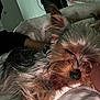 Lucas is registered to the contest to win money with this photo: dog, sleeping, blanket, cozy, fur, indoor, resting, pet, cute, animal, relaxing, soft, comfort, closeup, bed, fur_texture, calm, domestic, companion, warm_light