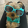 Lucas joined the competition — help win amazing prizes! dog, sunglasses, turquoise, pet, cute, small_dog, furry, sweater, indoor, carpet, legs, relaxed, fashion, accessory, closeup, portrait, animal, companion, home, funny